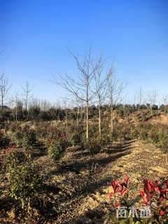 15公分薄壳山核桃