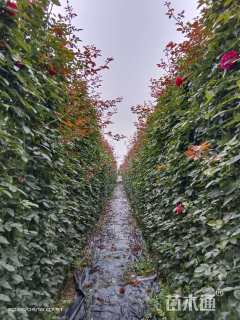 200厘米藤本月季