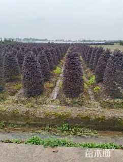 高度120厘米红花继木柱