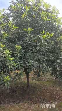 高度350厘米中华石楠