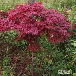 8公分日本红枫-红舞姬