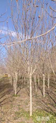 高度250厘米木槿