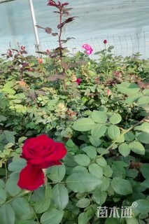 120厘米藤本月季