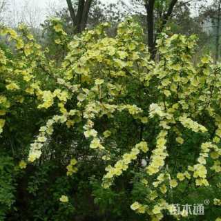 高度50厘米黄刺玫