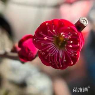 18公分红梅