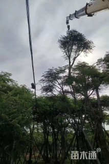 25公分凤凰木