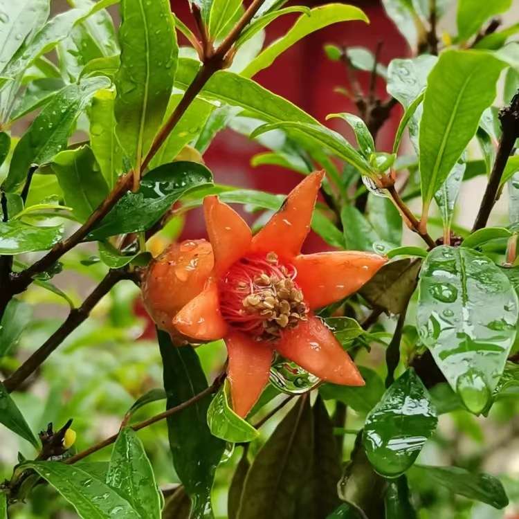 高度150厘米花石榴