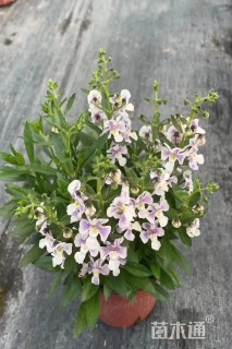 高度30厘米香彩雀