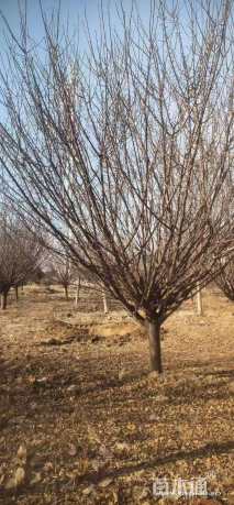 12公分骨里红梅