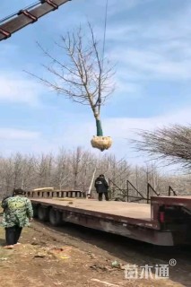 16公分银杏
