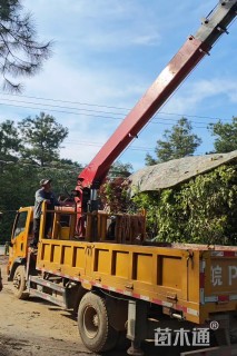 35公分朴树