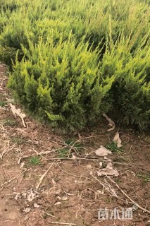 高度60厘米龙柏