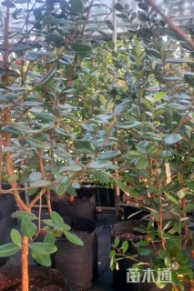 高度150厘米菲油果