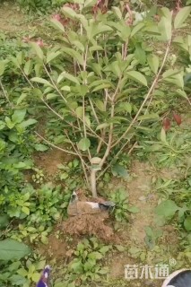 高度120厘米红叶石楠绿篱