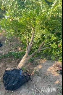 高度300厘米果石榴