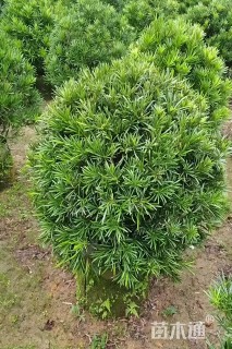 冠幅60厘米罗汉松球