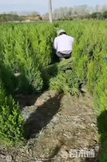 高度70厘米圆柏