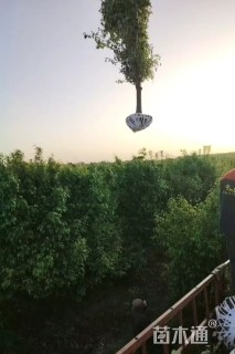 12公分垂丝海棠