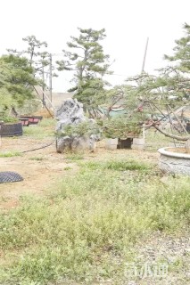 高度230厘米景观松