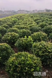 高度120厘米金森女贞