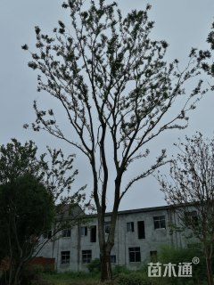 25公分朴树