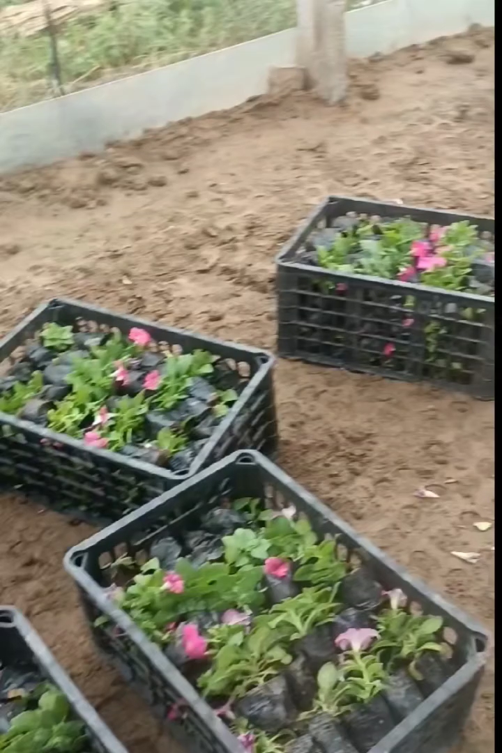 高度15厘米矮牵牛