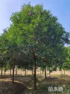 10公分秋紫白蜡