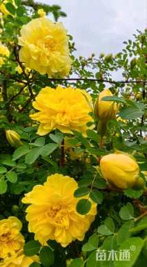 高度60厘米黄刺玫