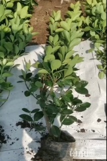 高度40厘米大叶黄杨