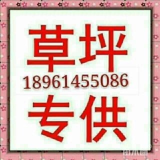 草块状中华结缕草