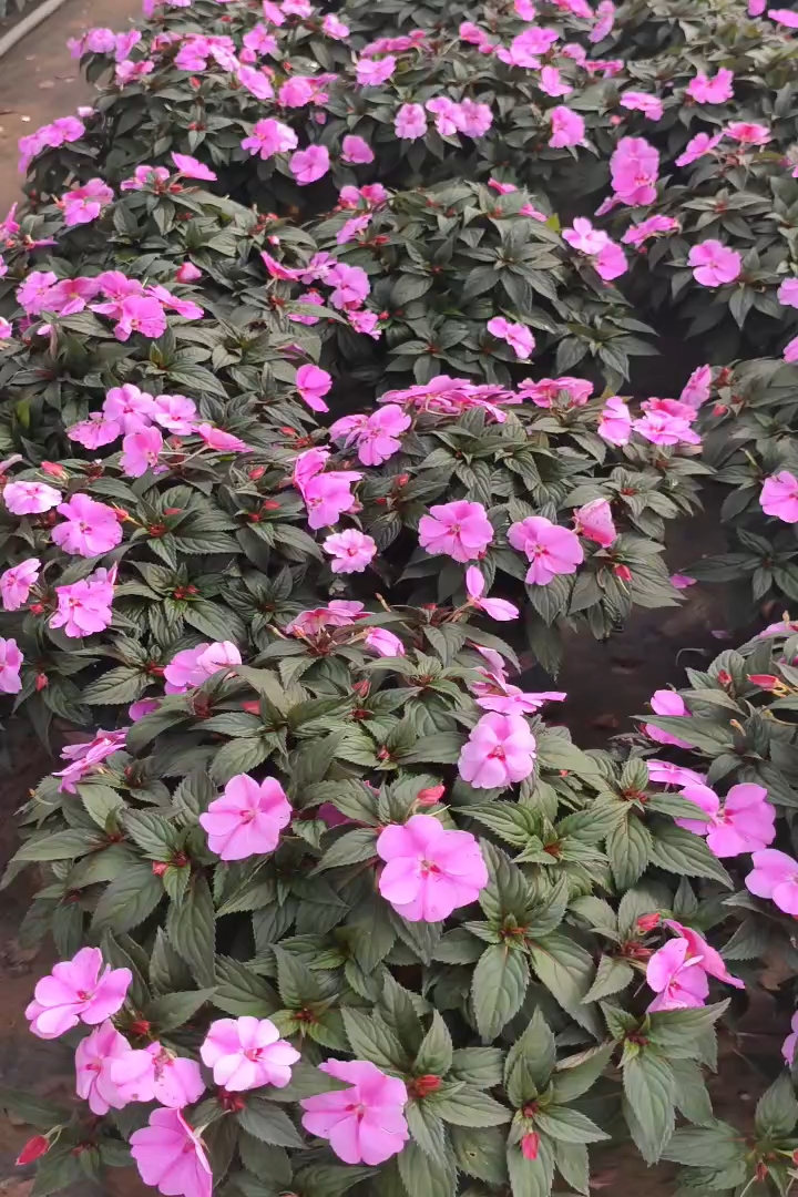 高度30厘米凤仙花