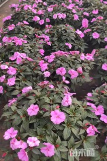 高度30厘米凤仙花