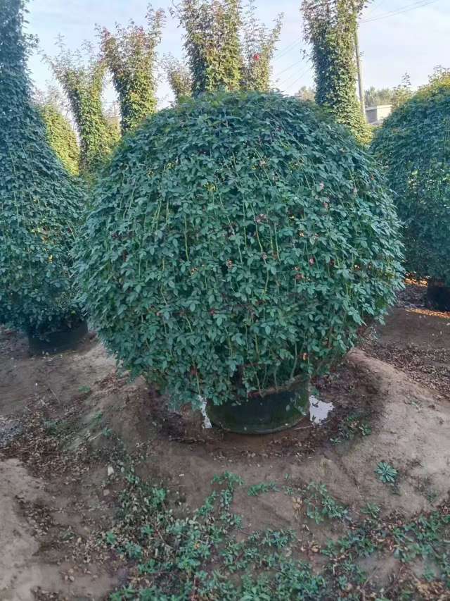 冠幅150厘米茶梅球