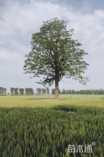50公分楸树