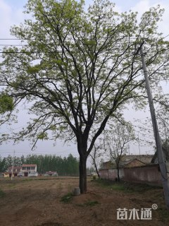 60公分皂荚