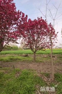 20公分绚丽海棠