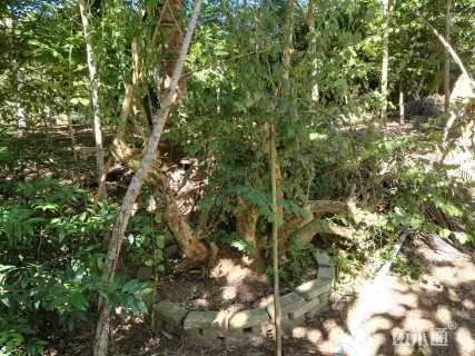 高度100厘米三角梅