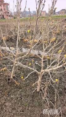 高度70厘米海滨木槿