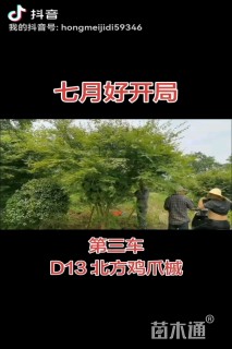 20公分红梅