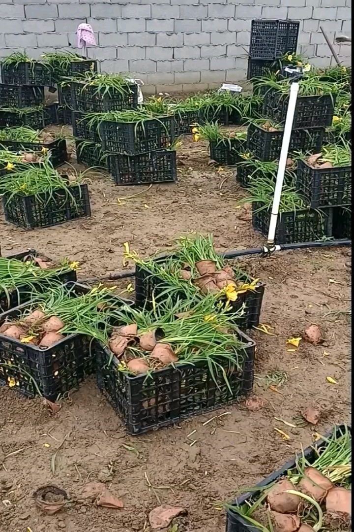 高度15厘米大花萱草