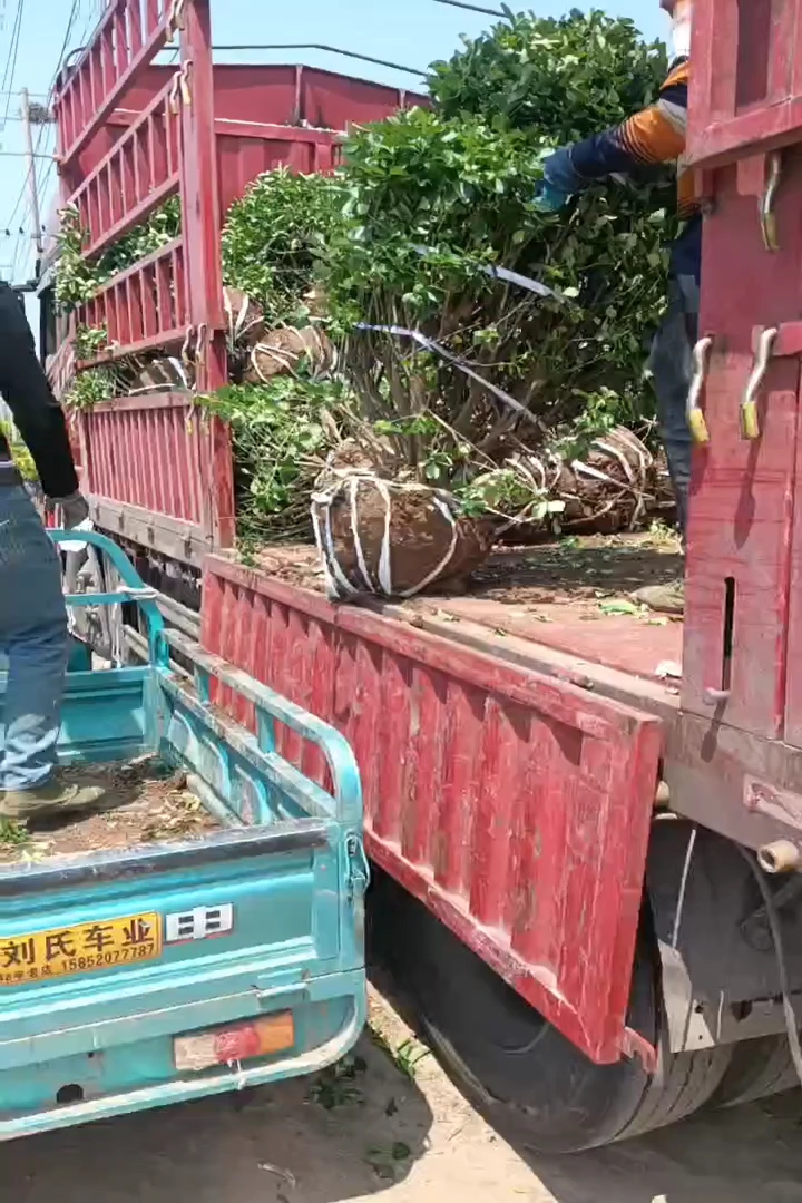 冠幅80厘米卫矛球