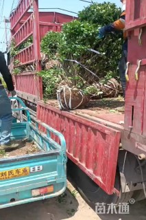 冠幅80厘米卫矛球