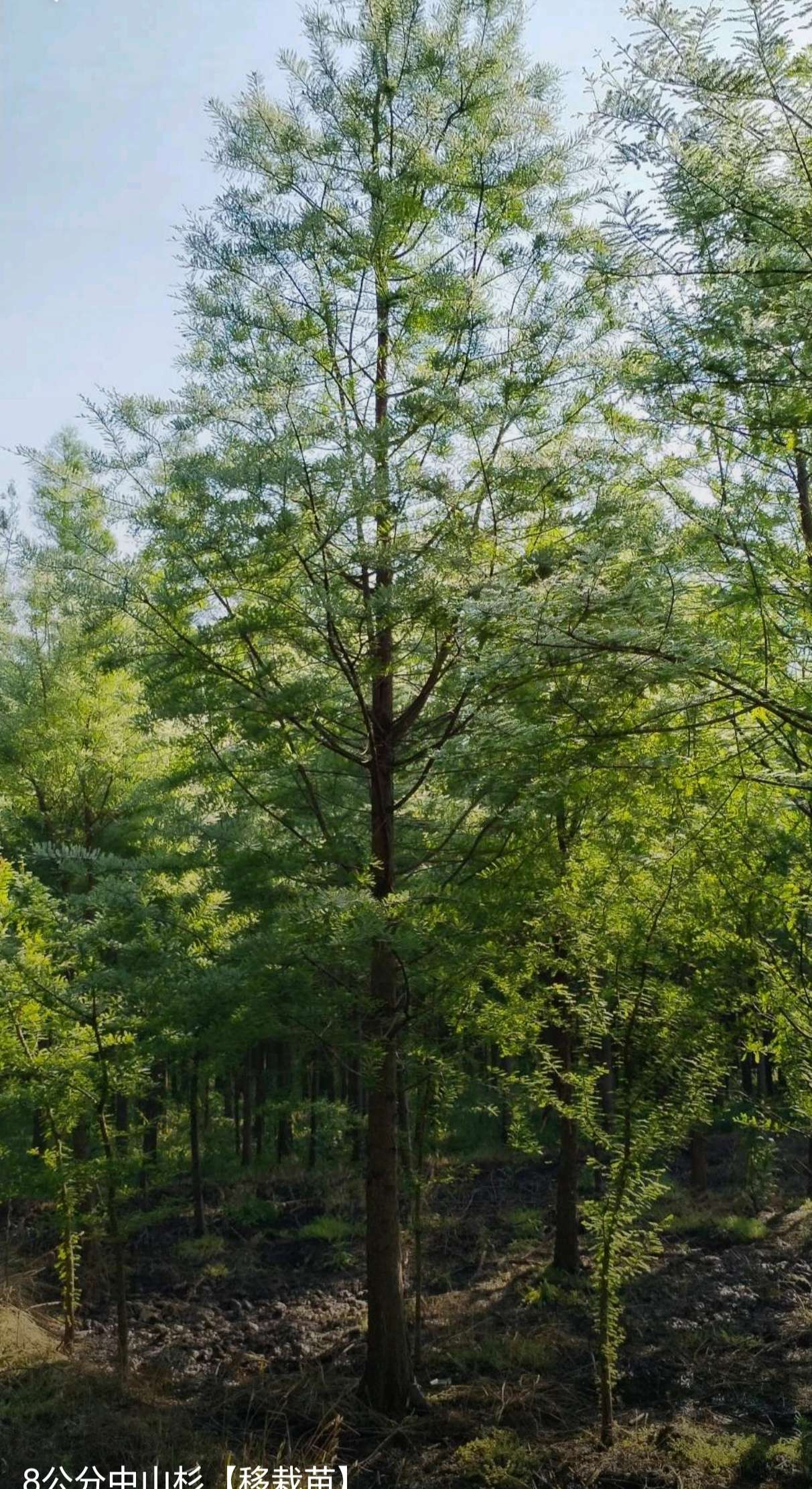 15公分杉树