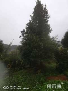 20公分金丝楠木