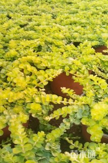 高度10厘米过路黄