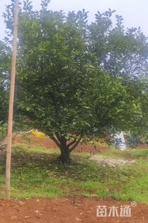 高度450厘米丛生胡柚