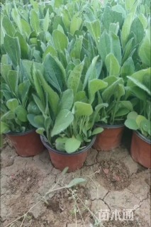 高度20厘米黑心菊