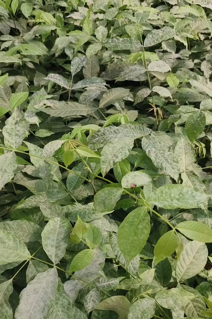 高度50厘米核桃