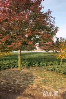 18公分美国红枫-红冠