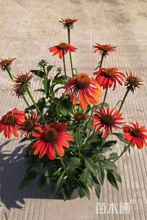 高度20厘米松果菊